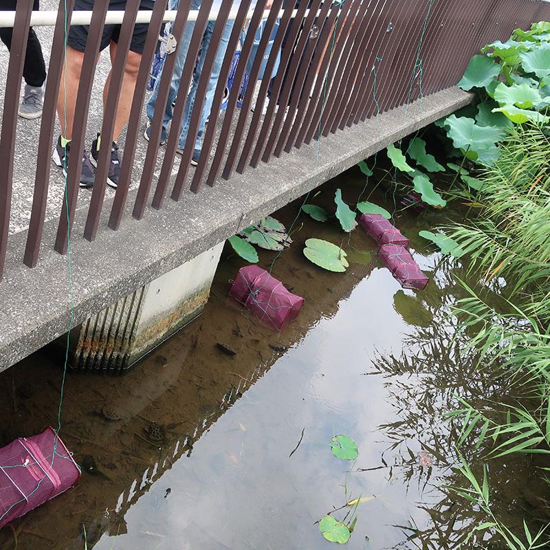 不忍池にかご罠を仕掛けるようす