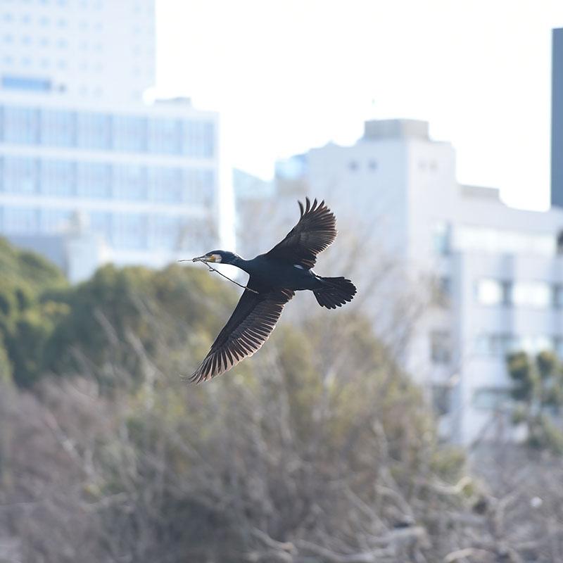 巣材をくわえて飛んでいるカワウ