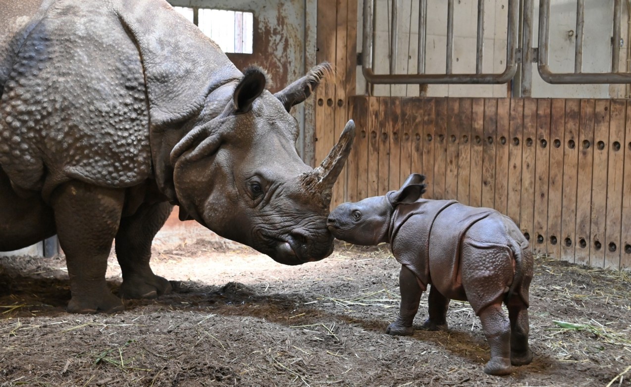 ズーストック種の飼育繁殖