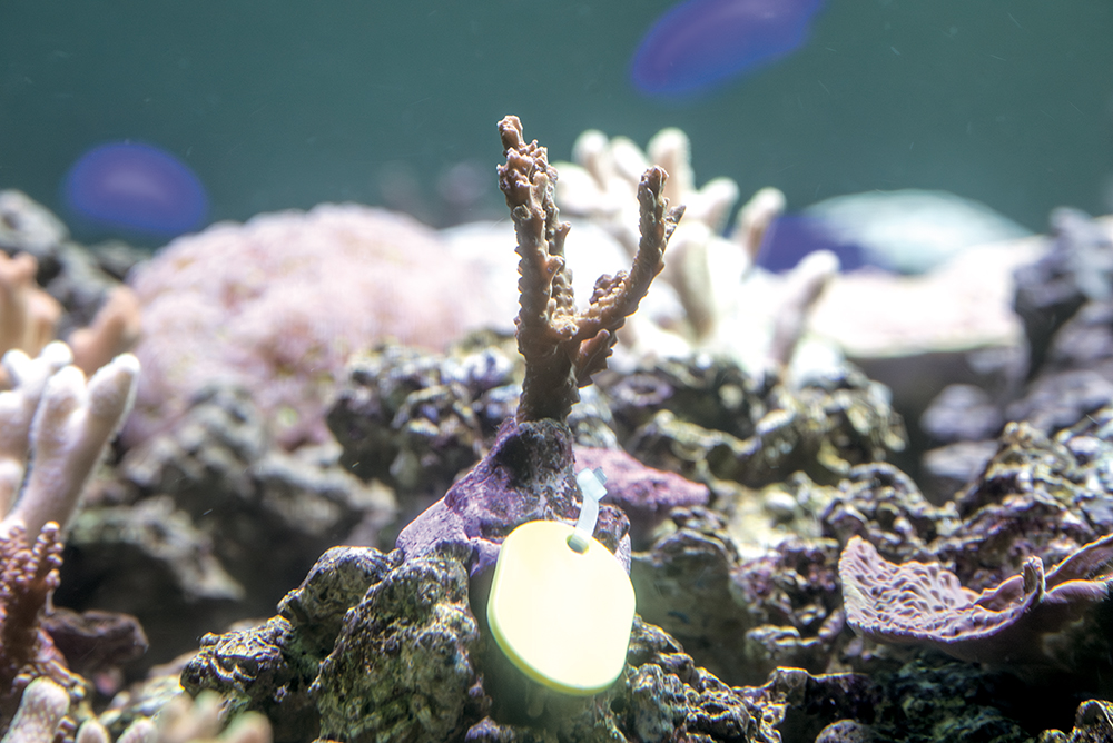 「サンゴ礁の海」水槽内の写真。岩棚の上に長さ約10cmのサンゴの苗が見える。サンゴは褐色で根本から４つに分かれている。サンゴの根本には、イベントで作ったことがわかる小判型の黄色い目印が付いている。