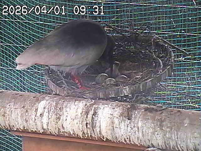 孵化したひな（2026年4月1日撮影）