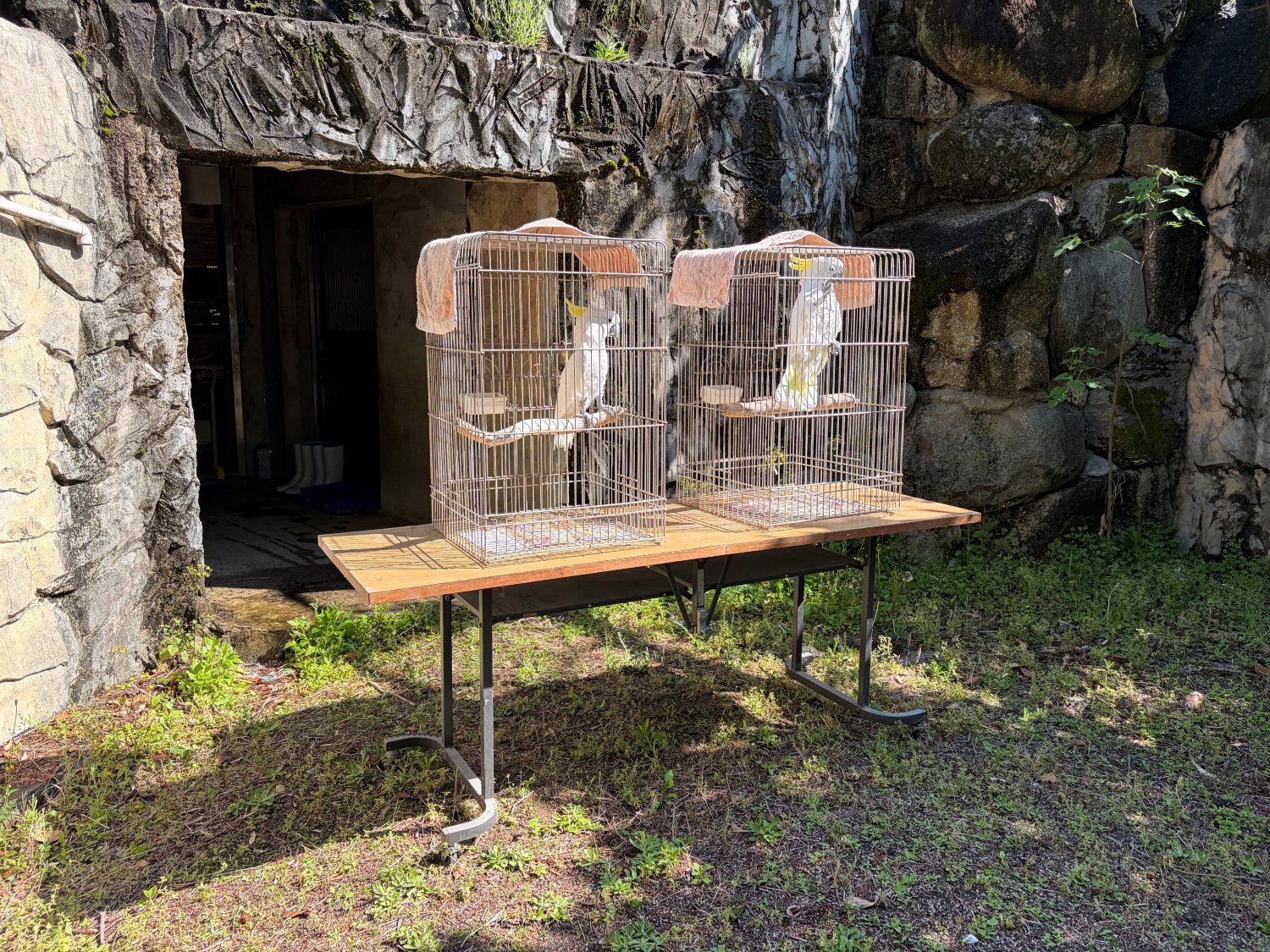 展示場に設置されたテーブルの上のケージに、アオメキバタンが1羽ずつ入っているようす。