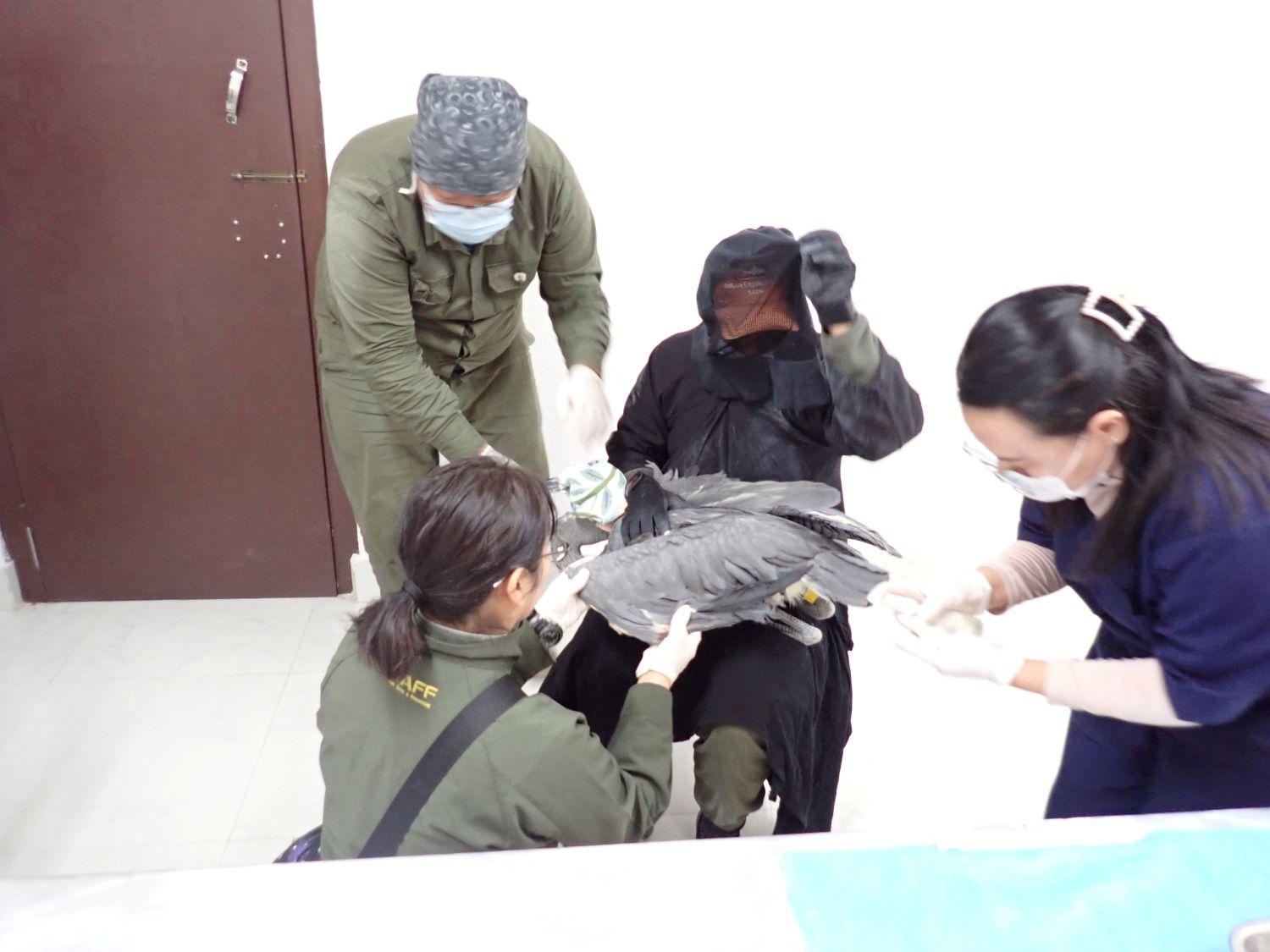 骨折したシロハラサギの状況確認