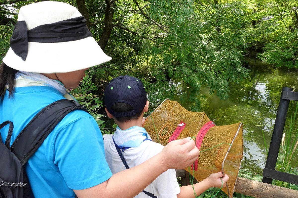 親子が池の中に魚用トラップを仕掛けている