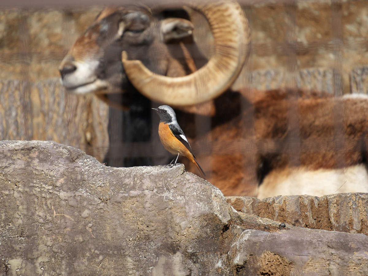 多摩動物公園で撮影したジョウビタキ。後ろにはムフロンがいる。