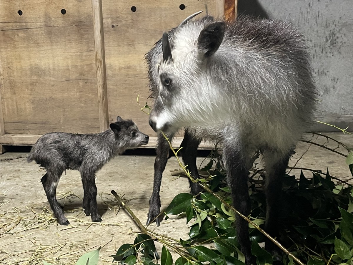 室内でニホンカモシカの親子が向かい合って立っている