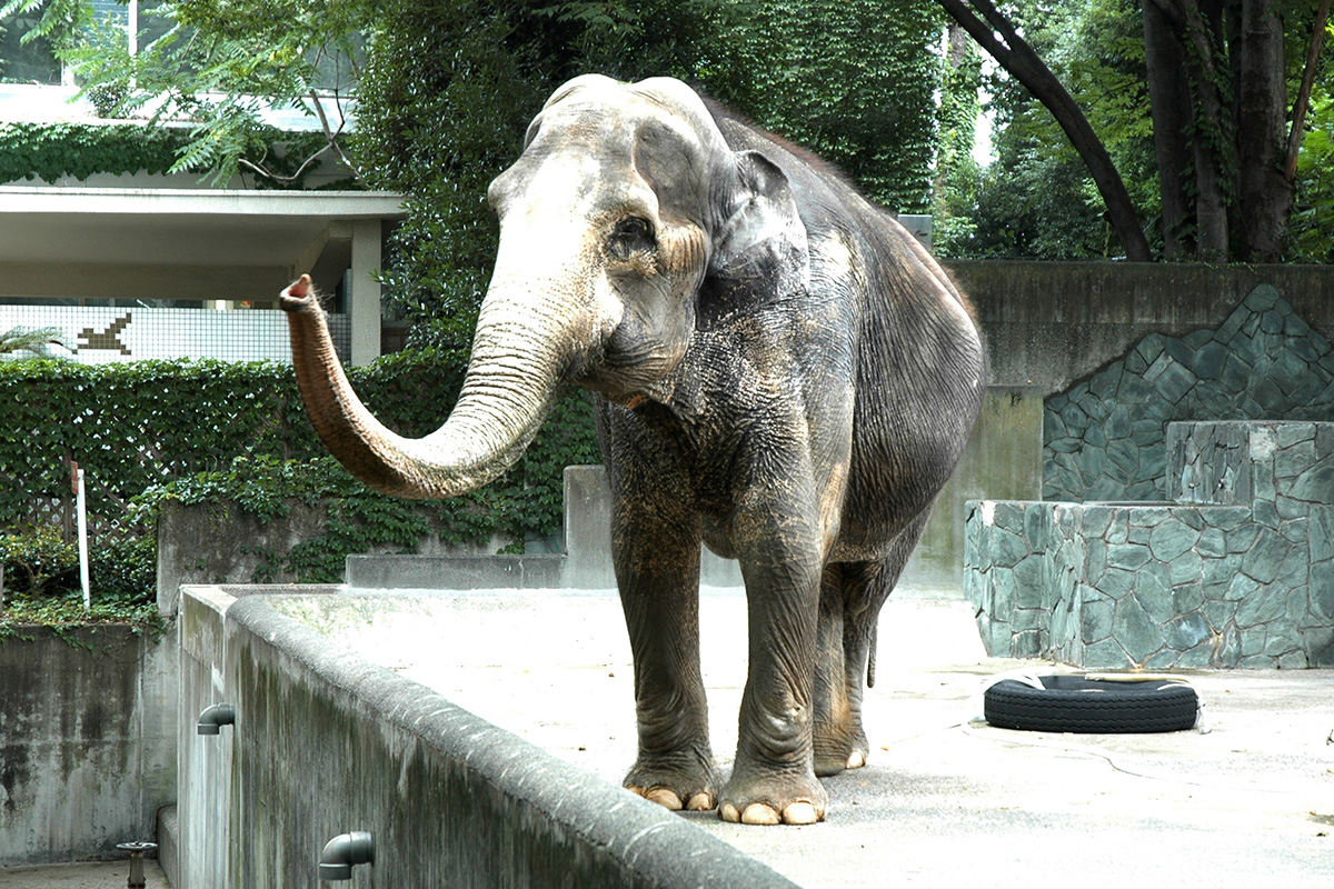 アジアゾウ「はな子」