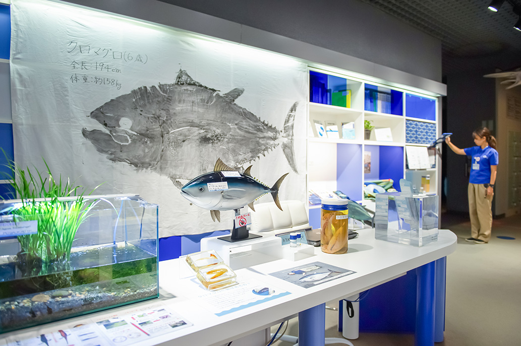マグロの情報が盛りだくさん！