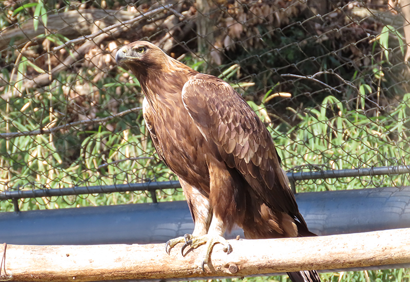 特別天然記念物　コウノトリ