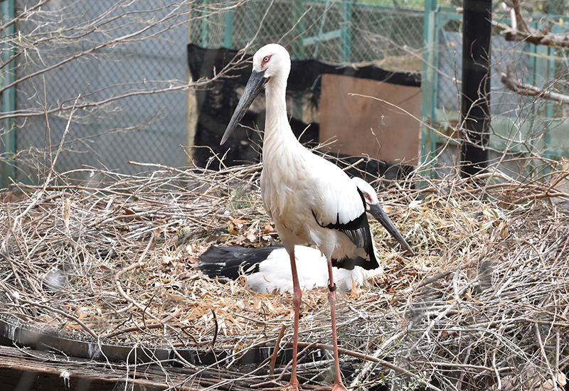特別天然記念物　コウノトリ