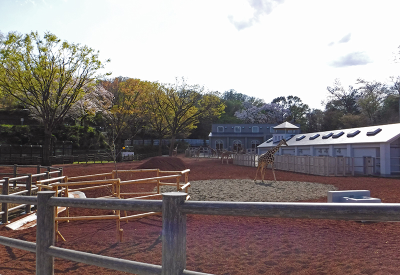 広々としたサバンナ放飼場