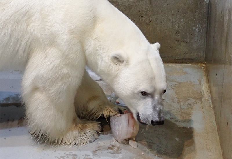 氷柱を採食する「イコロ」。氷柱は室内でも給餌しています