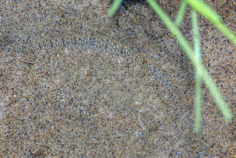 砂の上にでてきたササウシノシタ。頭は右下の方を向いています。見えますか？