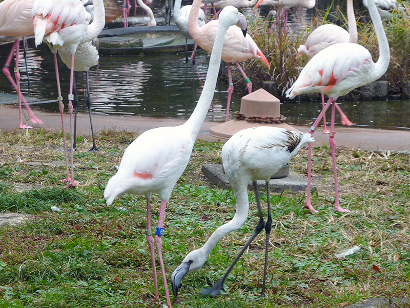 母親について歩くひな