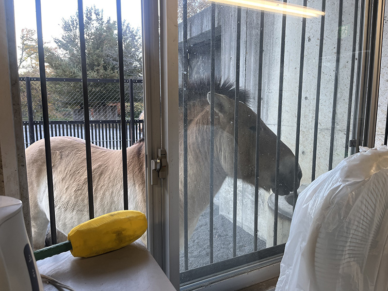 窓際でのんびりするクヴァジー