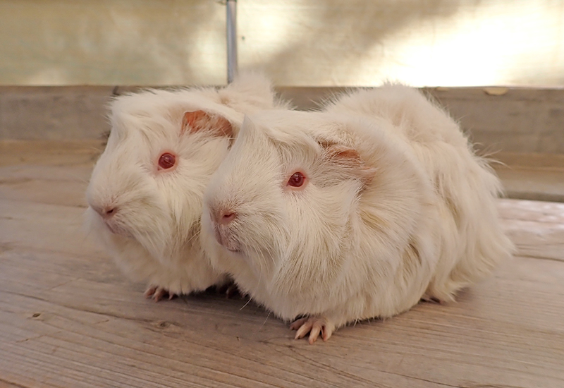 そっくりで見分けがつきにくい個体もいます