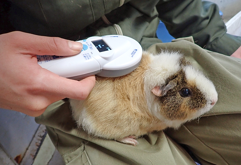 マイクロチップ番号を確認中