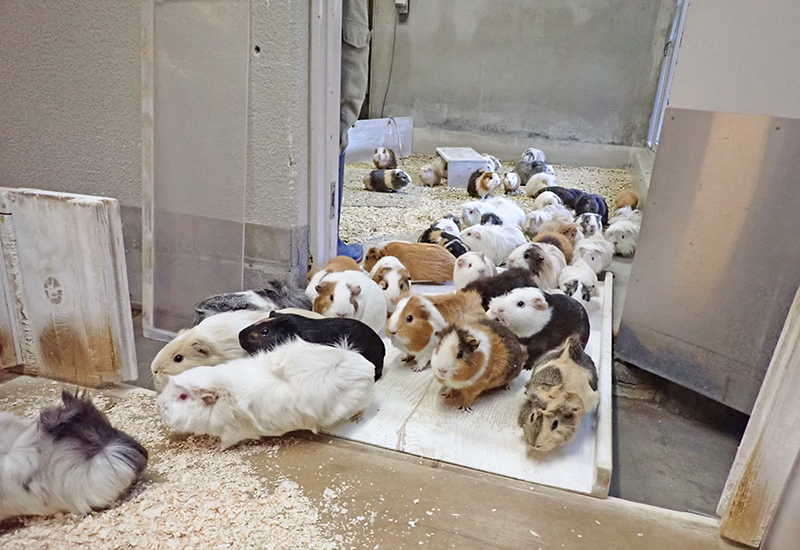 朝の出舎のようす