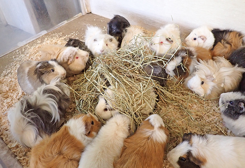 元気であれば朝はえさをよく食べます