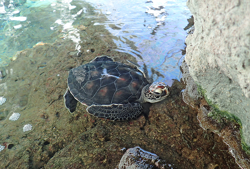 岩上で休んでいるアオウミガメ②