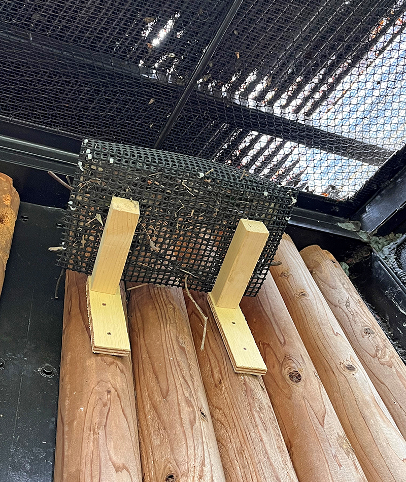 巣作り初期のプラスチックネットの巣（下から見上げたようす）