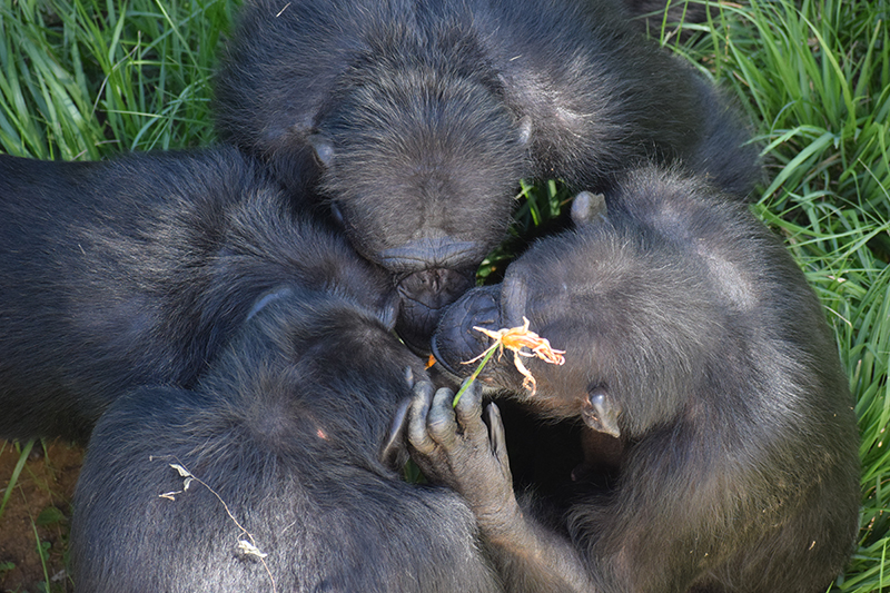 顔を寄せ合い興味深げに見るようす