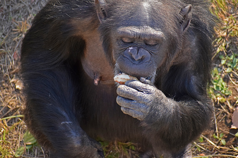 キクイモの根茎の皮を歯で剝いて食べるチンパンジー