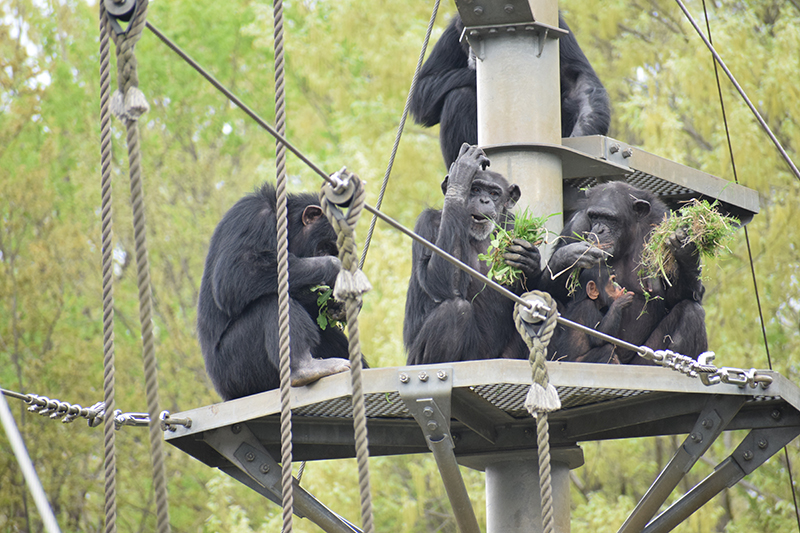 場内の植物を摘んで食べるチンパンジー