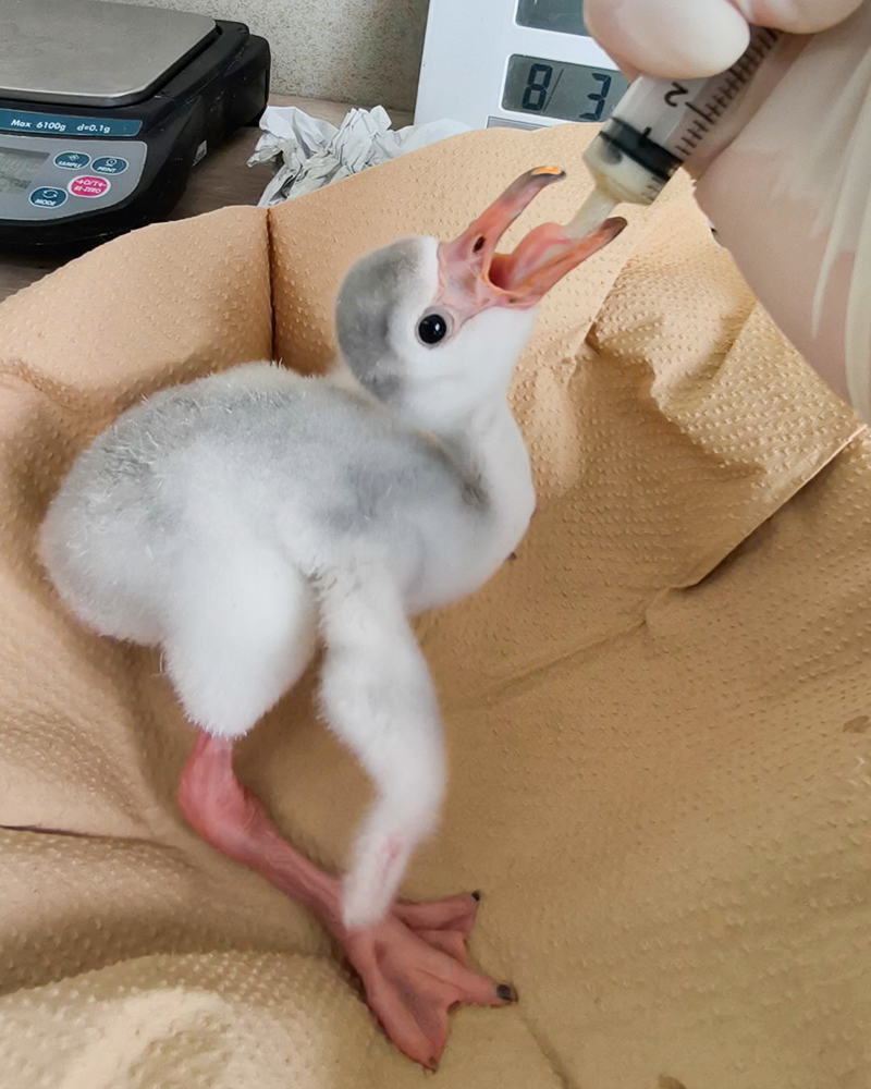 【孵化後3日目】給餌のようす