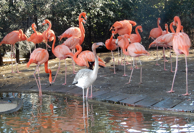 幼鳥と群れのようす（2025年12月15日撮影）