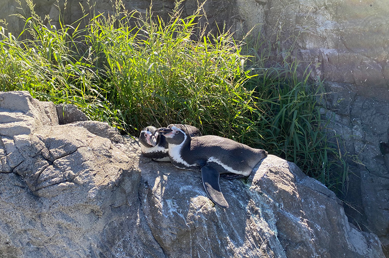 ふだん展示場で過ごしているフンボルトペンギン
