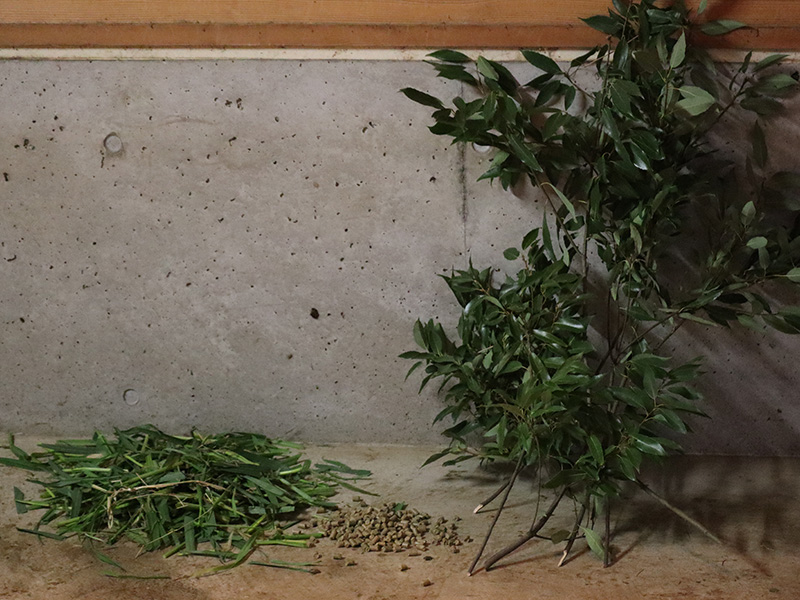 左から青草、ペレットフード、シラカシの枝葉