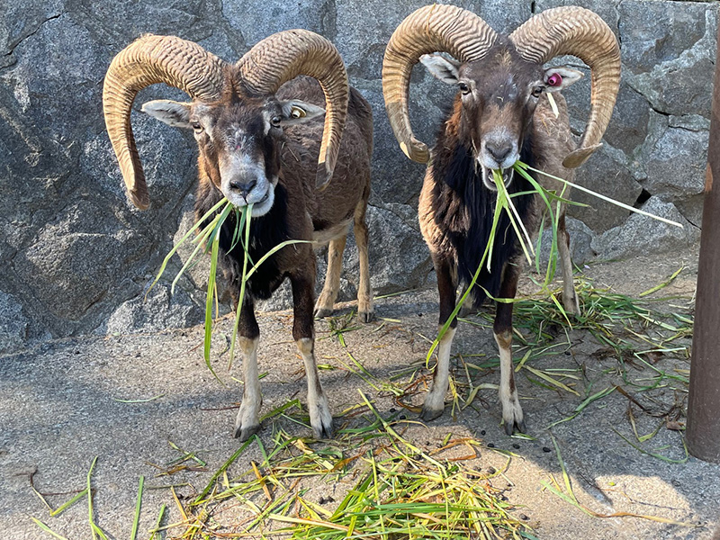青草を食べるムフロンのナポ（オス、左）とシャルル（オス、右）