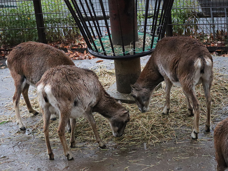 乾草を食べるムフロンのメス