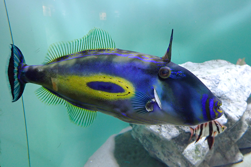 ホースシューレザージャケット。馬の蹄鉄のような形の模様がわかりますか？