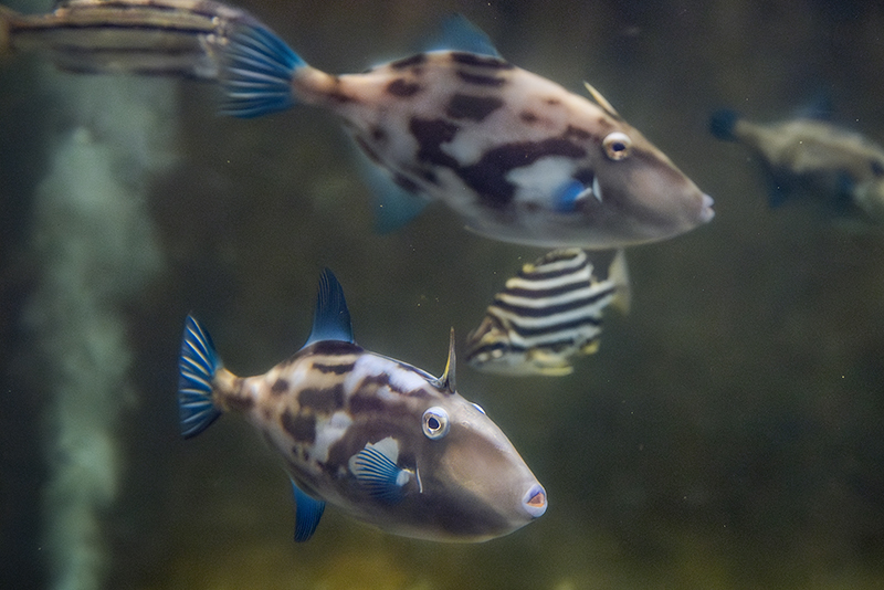 手前で上下に2匹並んでいるのがウマヅラハギ