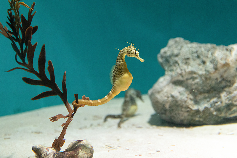 擬海藻に尾を絡めるビッグベリードシーホース