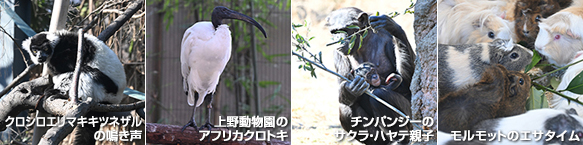 動画サムネイル4点