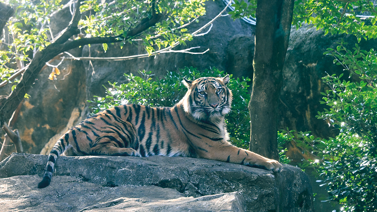 緑と岩の壁を背景に大きな岩の上に腹をつけ、前足を前に伸ばしているスマトラトラ1頭。体の右面がこちらに見えるが、トラの視線はこちらを向いている