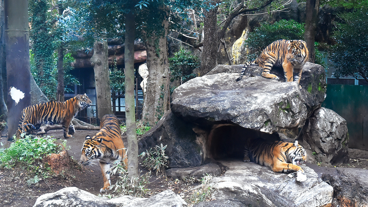 運動場にいるスマトラトラ4頭。大きな岩を組まれており、子3頭と母親はそれぞれの場所にいる。子の体格は母親とほぼ変わらないように見える