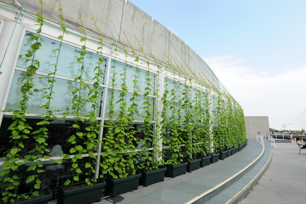 緑のカーテン・遮光フィルムの設置