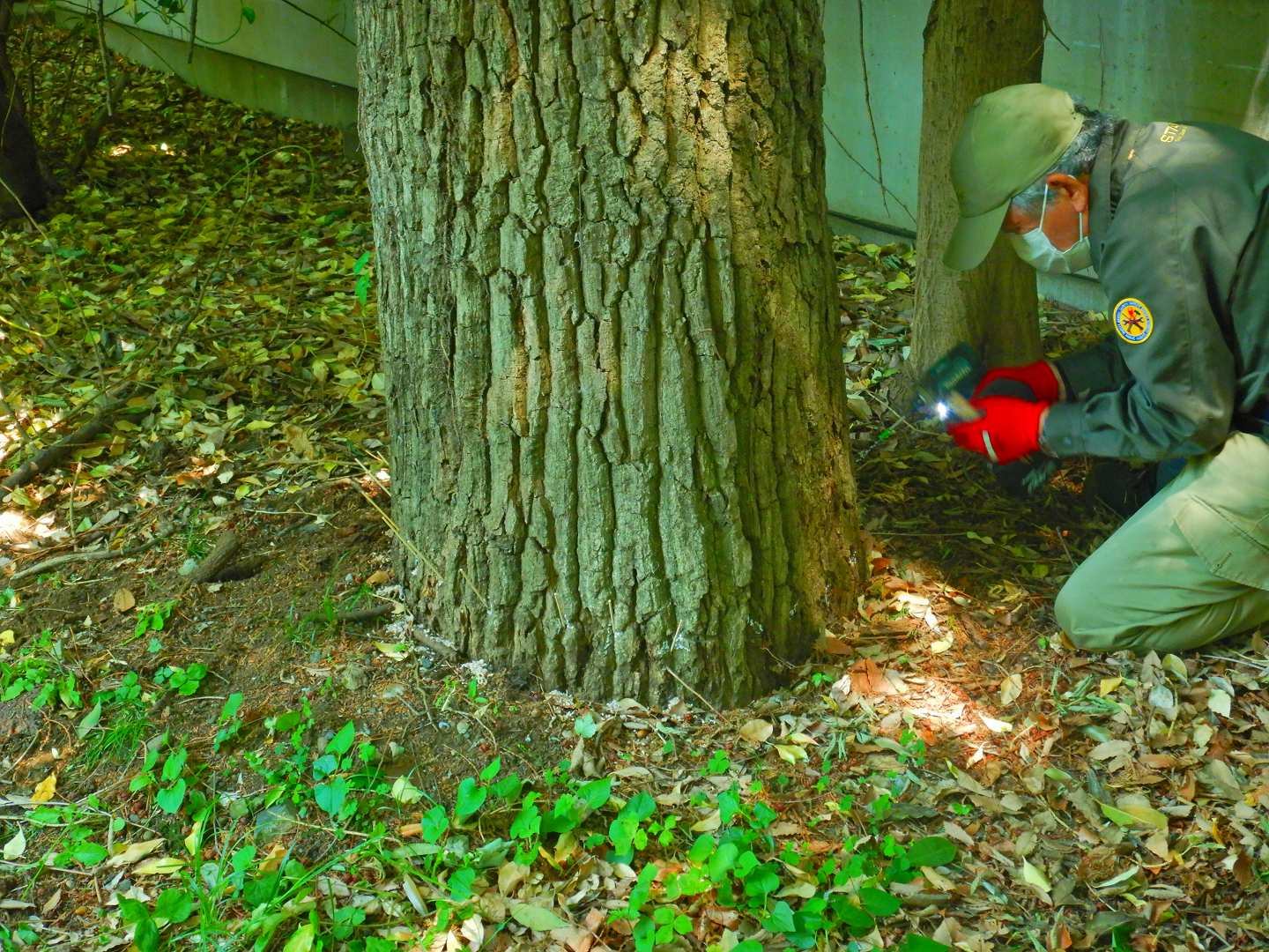 園内樹木等の良好な管理