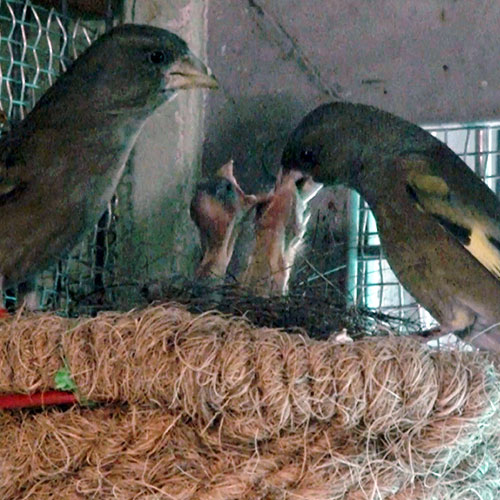 Nacimiento de polluelos de verderón de Ogasawara