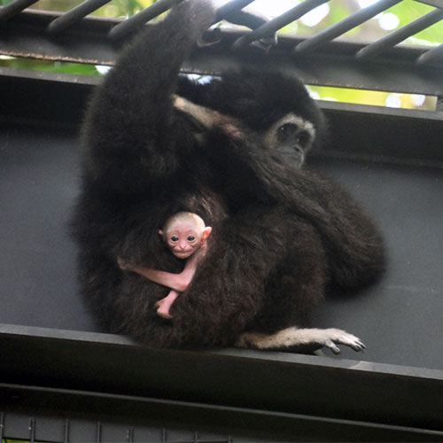 Nace una cría de gibón de manos blancas