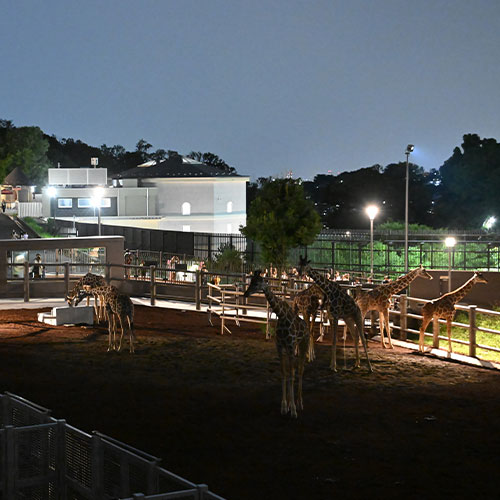 Noche de verano en el zoológico de Tama 2025