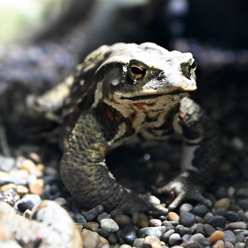 El sapo común japonés en peligro de extinción, Bufo australis, que se encuentra cerca