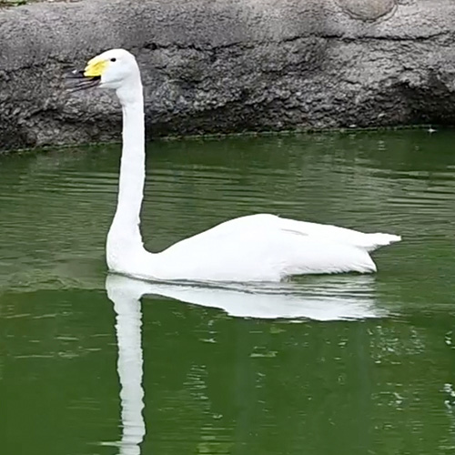 El grito de un cisne cantor