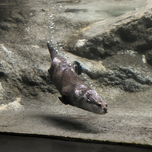 ¿Por qué las nutrias producen burbujas en sus cuerpos?