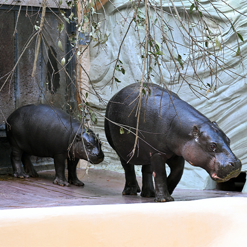 Natsume y Kobushi, padre e hijo, se mudaron a la casa de los hipopótamos.