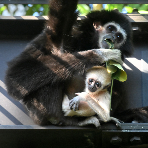 Crecimiento de las crías del gibón de manos blancas